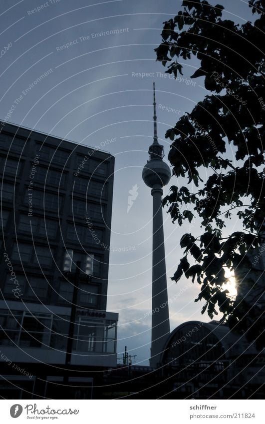 geschafft, Liebling! Hauptstadt Stadtzentrum Haus Turm Bauwerk Gebäude dunkel hoch schwarz Alexanderplatz Fernsehturm Berlin Berliner Fernsehturm Baum