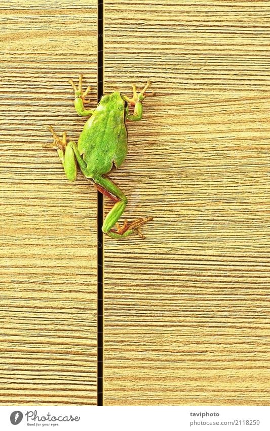 Baumfrosch, der auf Möbeln klettert schön Klettern Bergsteigen Umwelt Natur Tier Wald Holz klein natürlich niedlich wild grün Farbe hübsch Prinz Rana Reptil