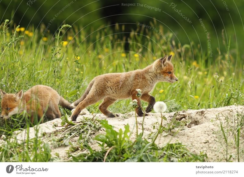 wilder Rotfuchswelpe schön Spielen Baby Jugendliche Natur Landschaft Tier Gras Pelzmantel Hund Tierjunges klein natürlich niedlich grün rot Welpe Fuchs Tierwelt