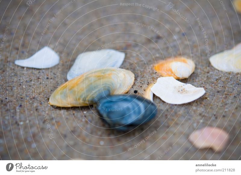 Ein trüber Tag Ferien & Urlaub & Reisen Ausflug Sommerurlaub Strand Umwelt Natur Sand Küste Muschel Muschelschale kaputt Sammlung Suche kalt Farbfoto