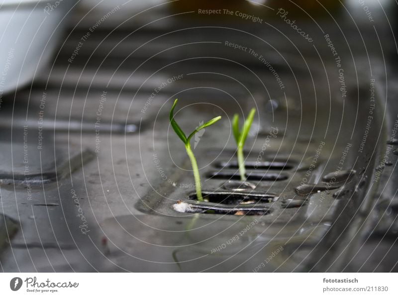 Sink Biotope Wohnung Küche Natur Stahl Wasser nachhaltig Farbfoto Innenaufnahme Nahaufnahme Detailaufnahme Menschenleer Schwache Tiefenschärfe Abfluss Wachstum