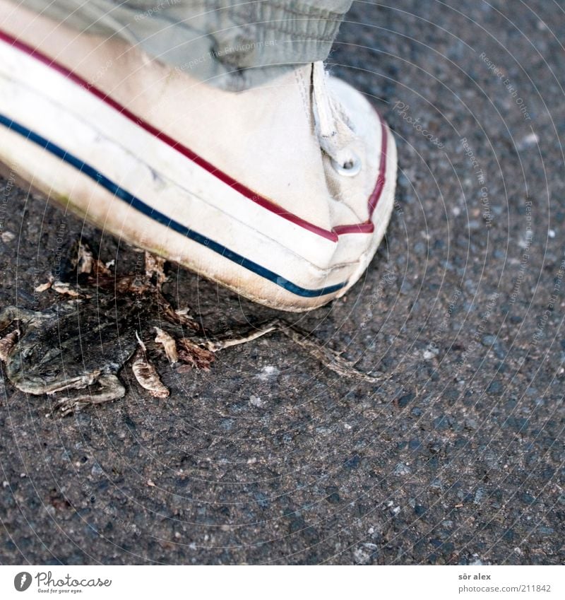 attention Straße Wege & Pfade Schuhe Tier Wildtier Totes Tier Frosch 1 Asphalt gehen laufen Ekel grau weiß Tod platt Gleichgültigkeit gefühlsarm achtlos