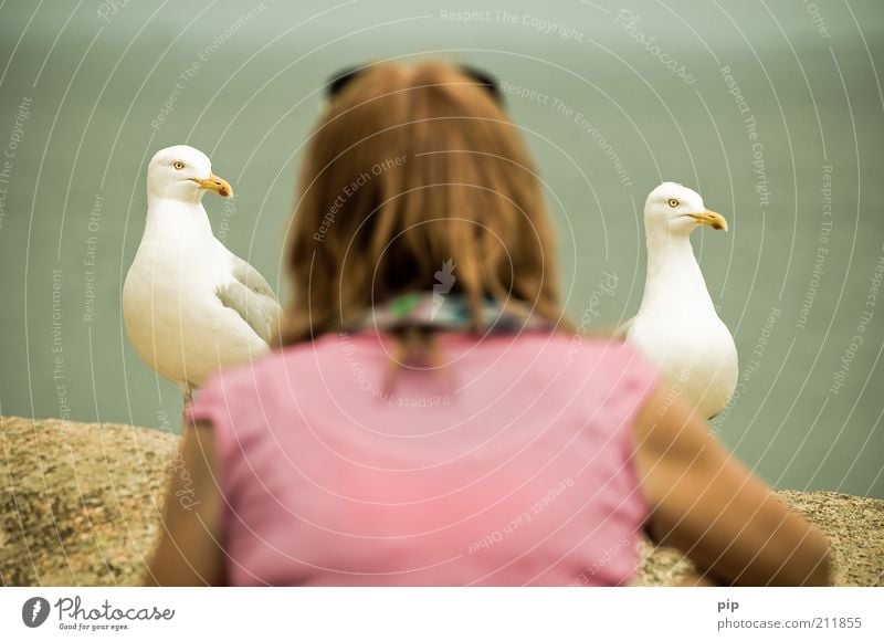 meins, meins Frau Erwachsene Kopf Rücken 1 Mensch Vogel Möwe 2 Tier beobachten füttern Blick frech lustig nah Neugier rosa Optimismus Zusammensein geduldig