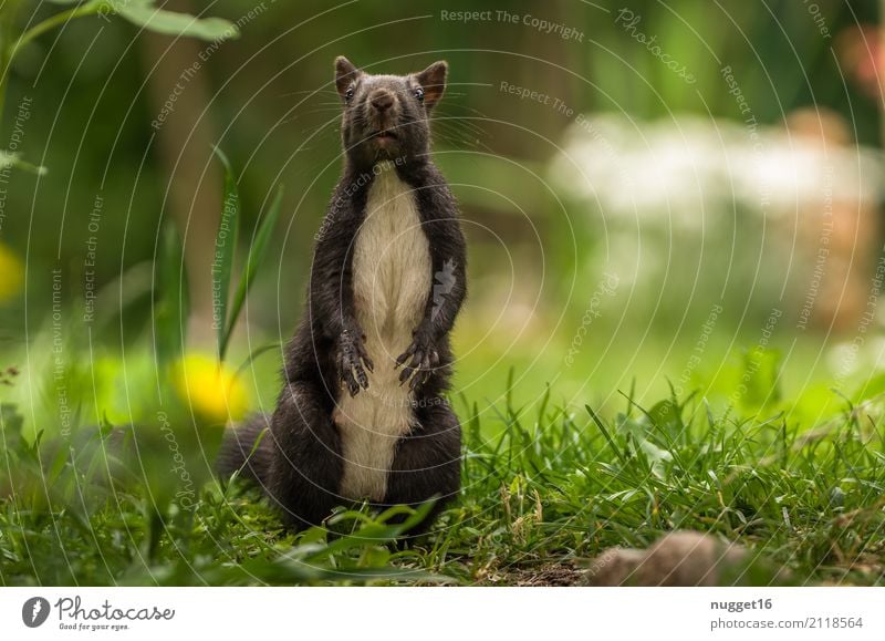 schwarzes Eichhörnchen Umwelt Natur Tier Frühling Sommer Herbst Schönes Wetter Gras Garten Park Wiese Wald Wildtier Tiergesicht Fell Krallen Pfote 1 Tierjunges