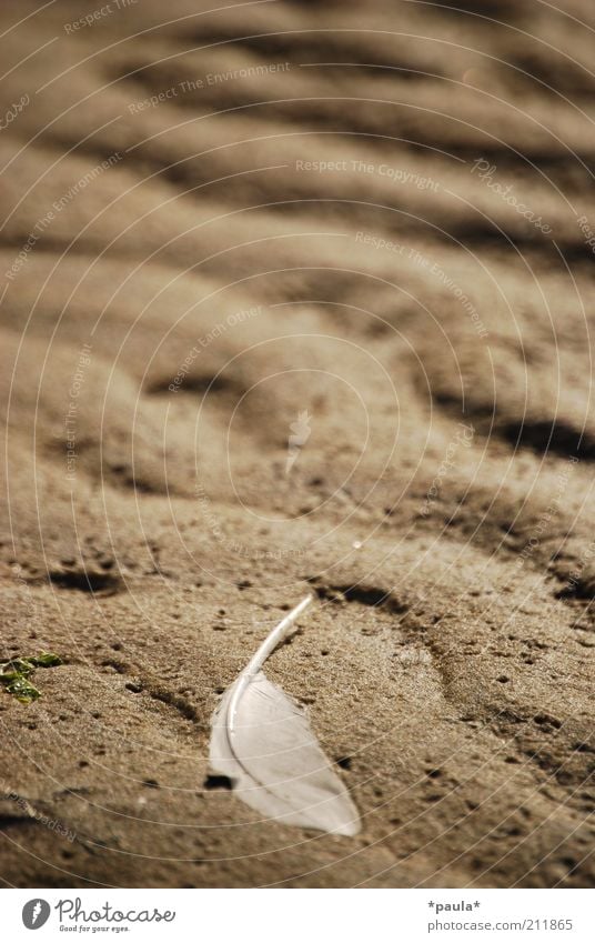 Das Wichtigste im Leben... Natur Erde Strand Wattenmeer Feder Sand liegen ästhetisch einfach klein natürlich schön weich braun weiß Zufriedenheit ruhig Frieden