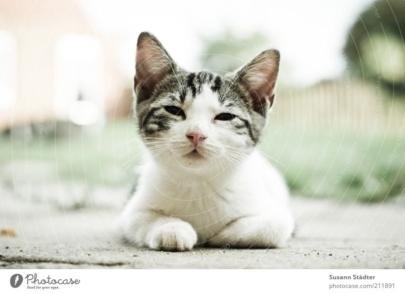 Zeit für Frühstück! Tier Haustier Wildtier Katze Tierjunges beobachten Pause aufwachen Katzenbaby schön niedlich klein Froschperspektive Blick Außenaufnahme