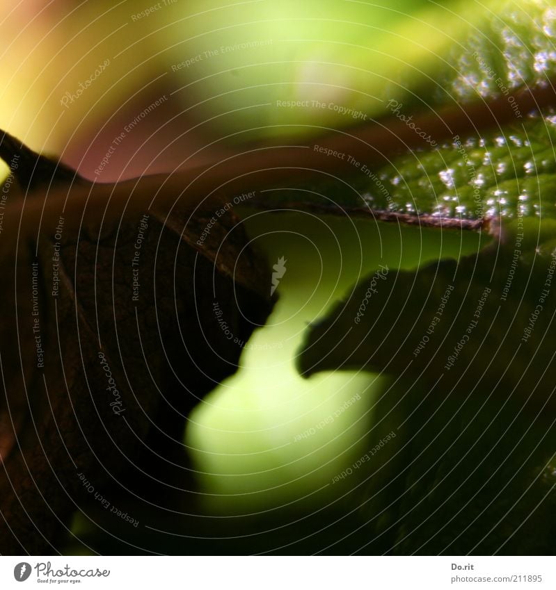 Ende-August-Stimmung Natur Sommer Herbst Schönes Wetter Pflanze Blatt Grünpflanze alt Blühend Traurigkeit verblüht dehydrieren Wachstum warten hell trist