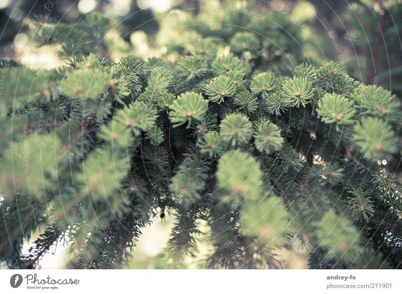 Perspektive Umwelt Natur Baum Tanne Tannenzweig Holz braun grün Tannennadel Forstwirtschaft Ast hängend Tannengrün Forstwald Sommer Nadelbaum Nadelwald Bergwald