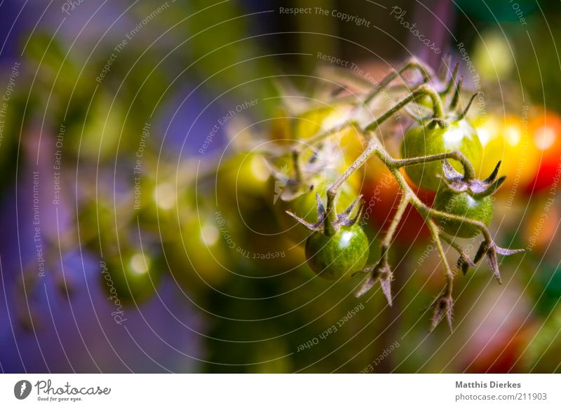 Tomaten Lebensmittel Gemüse Ernährung Bioprodukte Vegetarische Ernährung Umwelt Natur Sommer Wetter Schönes Wetter Pflanze Grünpflanze Nutzpflanze ästhetisch