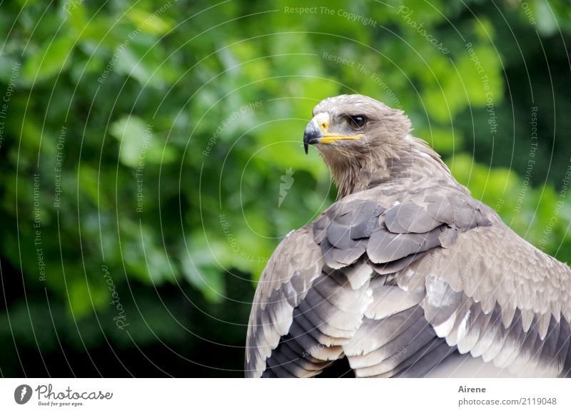 Scharfblick Tier Wildtier Vogel Flügel Adler Schnabel Bussard Greifvogel 1 beobachten Jagd Blick warten ästhetisch groß natürlich braun grün selbstbewußt Kraft