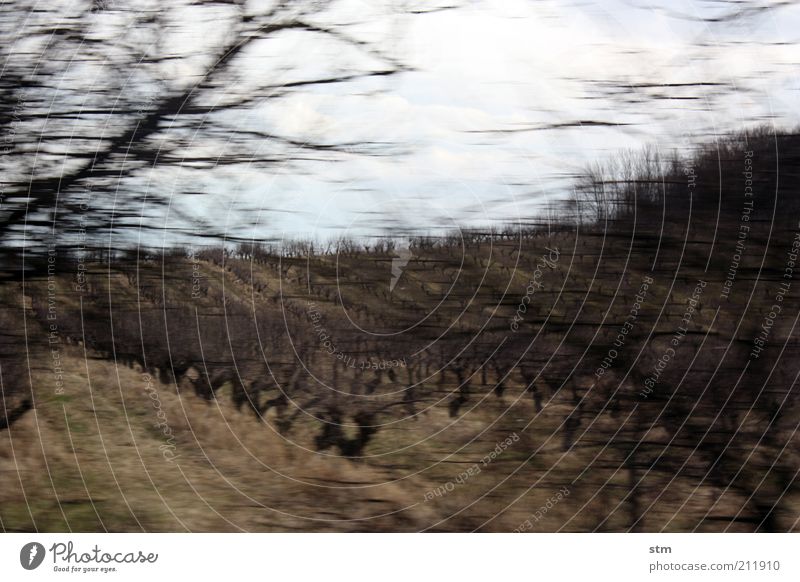 roadmovie 24 Umwelt Natur Landschaft Pflanze Himmel Herbst Sträucher Weinberg Weinbau Obstbaum Hügel Stimmung Gedeckte Farben Außenaufnahme Experiment Unschärfe