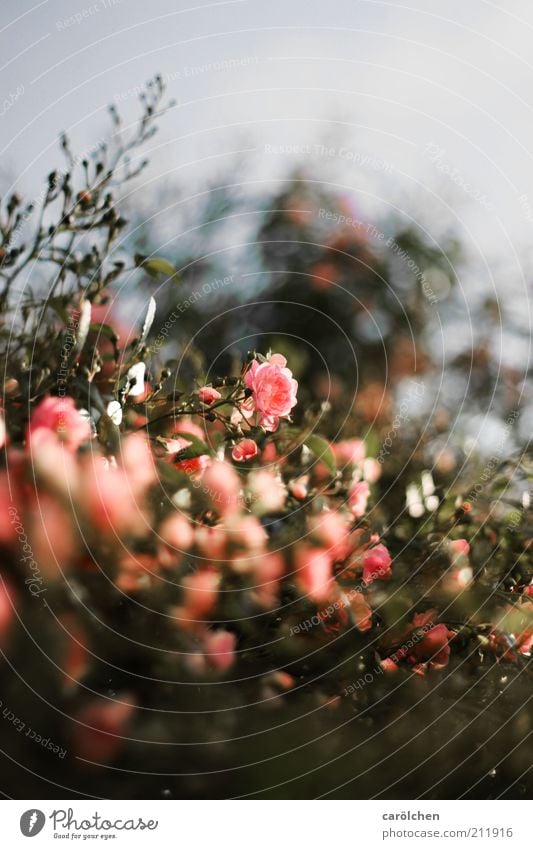 rosa Rosen Natur Pflanze Blume Sträucher Blüte Kitsch grau grün Wildrosen Strauchrose Rosengarten Rosenstock Farbfoto Gedeckte Farben Außenaufnahme