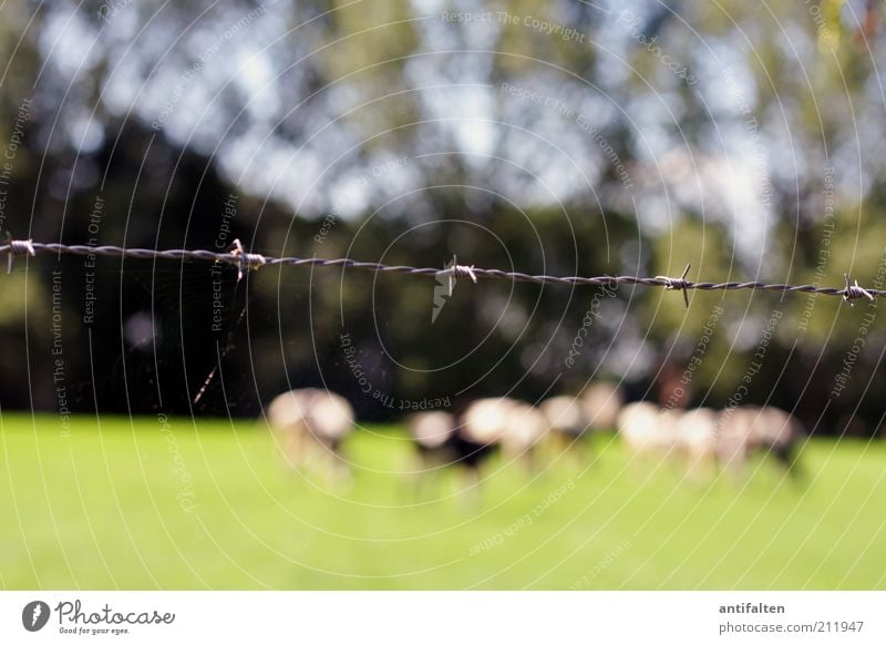 Leben hinter Stacheldraht Natur Landschaft Tier Sommer Schönes Wetter Gras Wiese Feld Dorfwiese Nutztier Kuh Tiergruppe Herde Stacheldrahtzaun stehen saftig