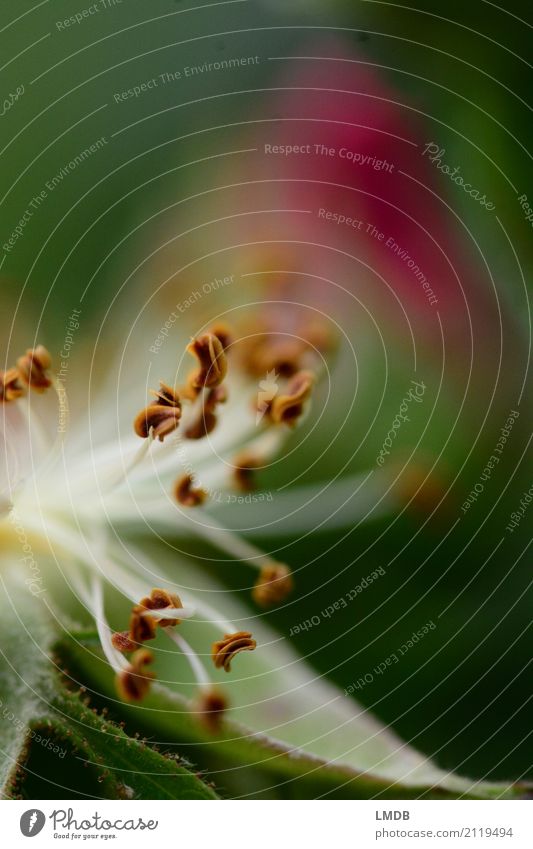 Rose grün - IV Umwelt Natur Pflanze Blume Duft schön klein braun Romantik verblüht Staubfäden Rosenblätter Farbfoto Außenaufnahme Nahaufnahme Detailaufnahme