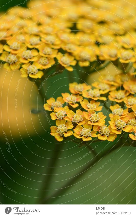 Schafgarbe *** Umwelt Natur Pflanze Blume gelb grün Heilpflanzen Kräuter & Gewürze Blüte Doldenblüte Gewöhnliche Schafgarbe Blühend Farbfoto Außenaufnahme