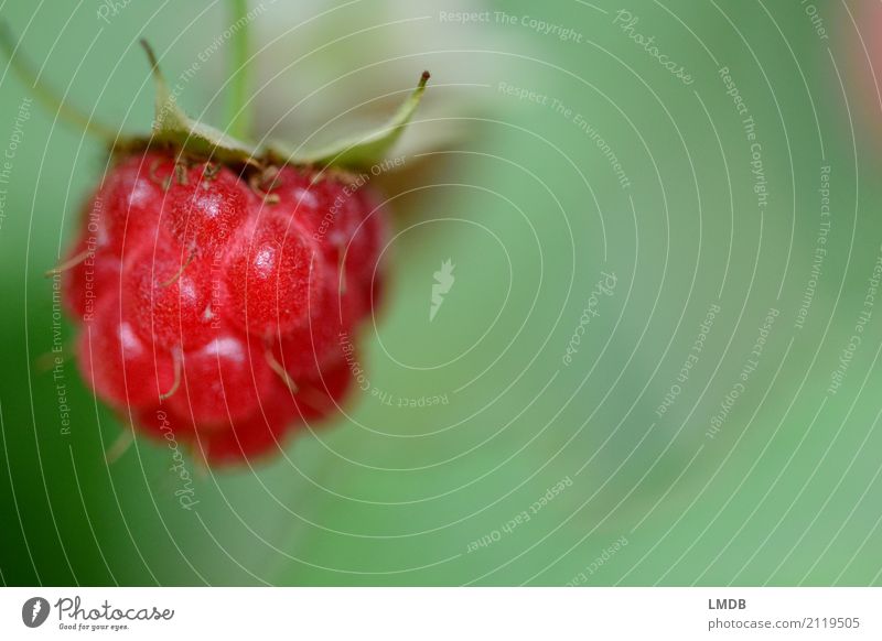 himmmmbeer * Umwelt Natur Pflanze Sommer Grünpflanze Nutzpflanze lecker natürlich grün rosa süß Himbeeren Beeren Beerensträucher fruchtig Frucht reif Gesundheit