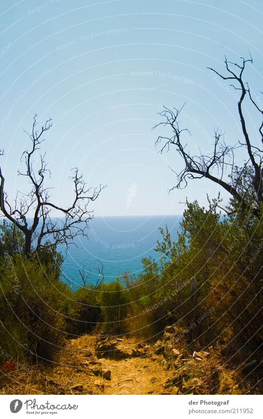 Hinter dem Horizont Natur Landschaft Pflanze Wolkenloser Himmel Sommer Schönes Wetter Sträucher Meer Insel ruhig Einsamkeit Ferne Ferien & Urlaub & Reisen