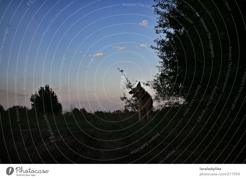 The Dog. Sonnenaufgang Sonnenuntergang Schönes Wetter Haustier Hund 1 Tier Tierliebe entdecken Freizeit & Hobby Farbfoto Außenaufnahme Abend Dämmerung Wegsehen