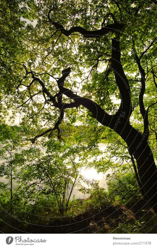 Sehnsucht. Sommer Umwelt Natur Wasser Baum Sträucher Blatt Wald Flussufer See alt grün geheimnisvoll Wachstum Kontrast Silhouette verzweigt Farbfoto