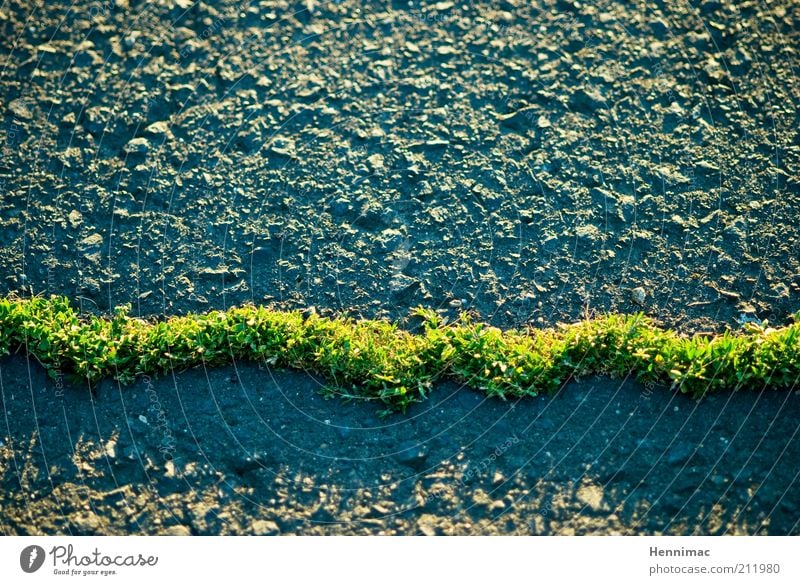 Green Mile. Natur Frühling Sommer Gras Moos Grünpflanze Straße Wege & Pfade Stein Beton ästhetisch außergewöhnlich dünn grau grün Willensstärke Ausdauer