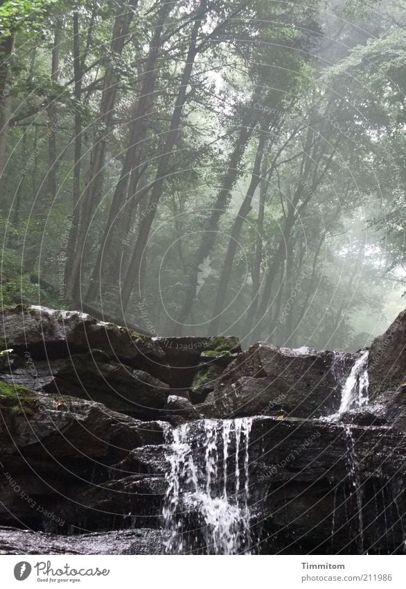 Schlucht Ausflug Sommer Umwelt Natur Landschaft Urelemente Luft Wasser Wetter Wald Felsen Wasserfall atmen beobachten Bewegung gehen hören Blick nass natürlich