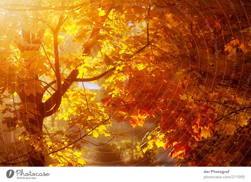 The fall Natur Pflanze Herbst Baum Kastanienbaum Leichtigkeit Jahreszeiten Wärme Farbfoto Außenaufnahme Dämmerung Sonnenlicht Sonnenstrahlen herbstlich