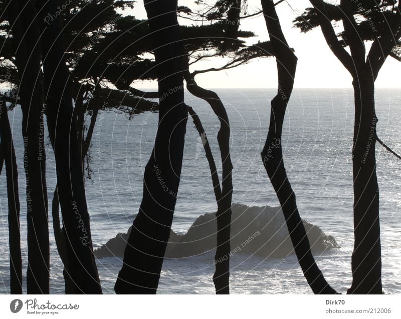 Fels in der Brandung Landschaft Wasser Sonnenlicht Sommer Schönes Wetter Baum Küste Pazifik Felsen Felsküste Wellen Silhouette kalt schön wild demütig