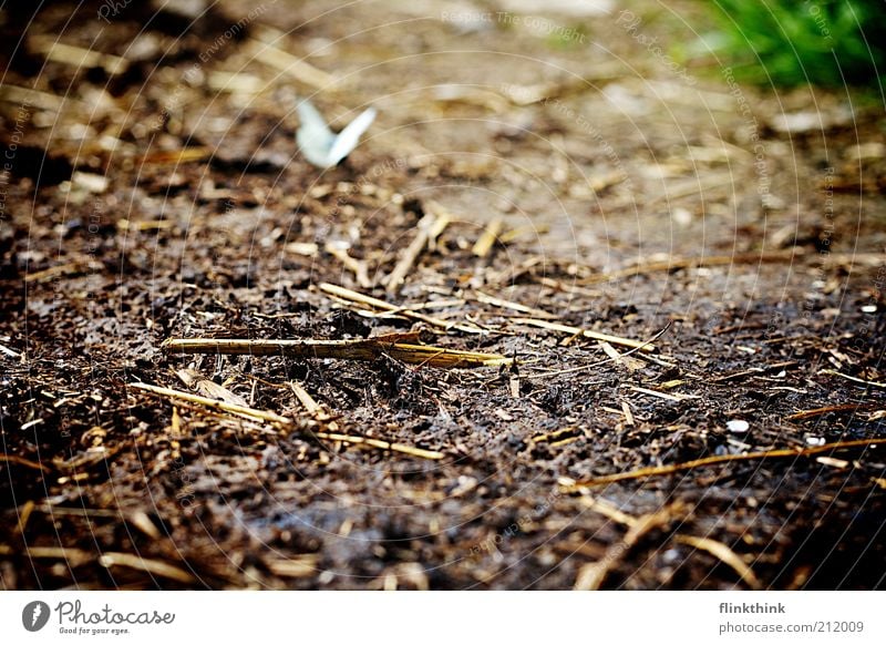 Schmetterling auf dem Boden Umwelt Natur Landschaft Erde Schönes Wetter Tier Wildtier 1 beobachten Erholung braun Farbfoto Außenaufnahme Nahaufnahme