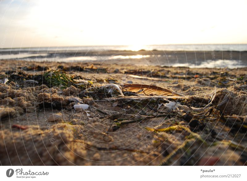 Kleine Strandschätze Natur Landschaft Erde Sand Wasser Himmel Horizont Sonne Sonnenaufgang Sonnenuntergang Sommer Schönes Wetter Feder Algen leuchten träumen