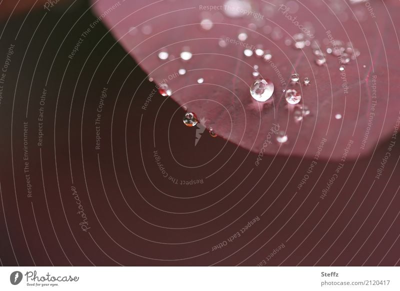 Regentropfen auf einem Blatt Tropfen Tropfenbild Wassertropfen verregnet Regenstimmung Leichtigkeit leicht Lichtspiegelung runde Tropfen Juli minimalistisch