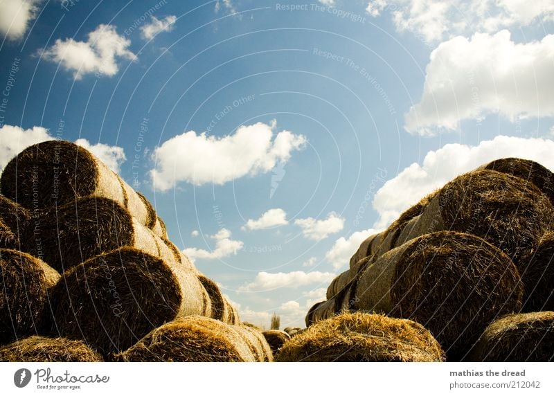 V Umwelt Natur Landschaft Luft Himmel Wolken Sommer Schönes Wetter Pflanze Gras Nutzpflanze rund Strohballen Futter Haufen Stapel Pyramide v Symmetrie ruhig