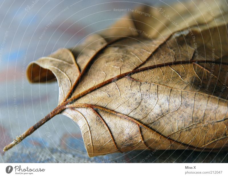 Adern Natur Herbst Blatt dehydrieren alt trocken braun Verfall Vergänglichkeit Blattadern Herbstlaub Ahornblatt Farbfoto Gedeckte Farben Innenaufnahme