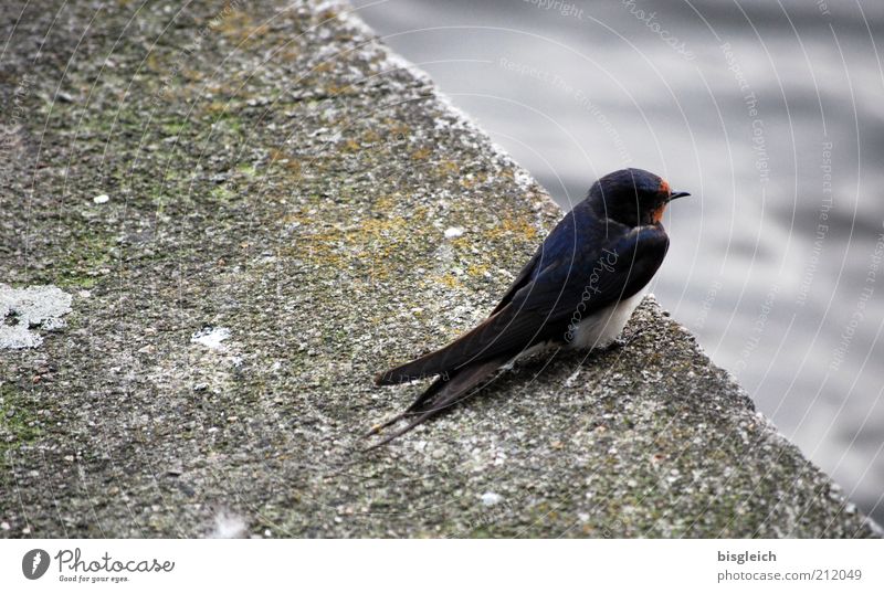 Abflug Wildtier Vogel 1 Tier Beton klein niedlich grau startbereit Farbfoto Gedeckte Farben Außenaufnahme Textfreiraum links Tag