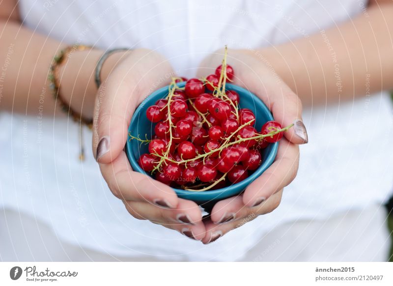 Johannisbeeren Beeren rot Natur Sommer Gesunde Ernährung Speise Essen Foodfotografie Ernte pflücken sammeln blau weiß Hand Schalen & Schüsseln festhalten Frau