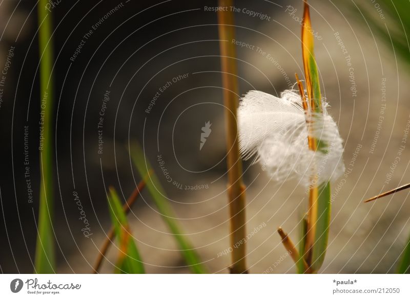 Was bleibt zurück? Natur Gras Feder klein nah natürlich schön weich braun grün weiß ruhig authentisch einzigartig Leichtigkeit stagnierend Farbfoto