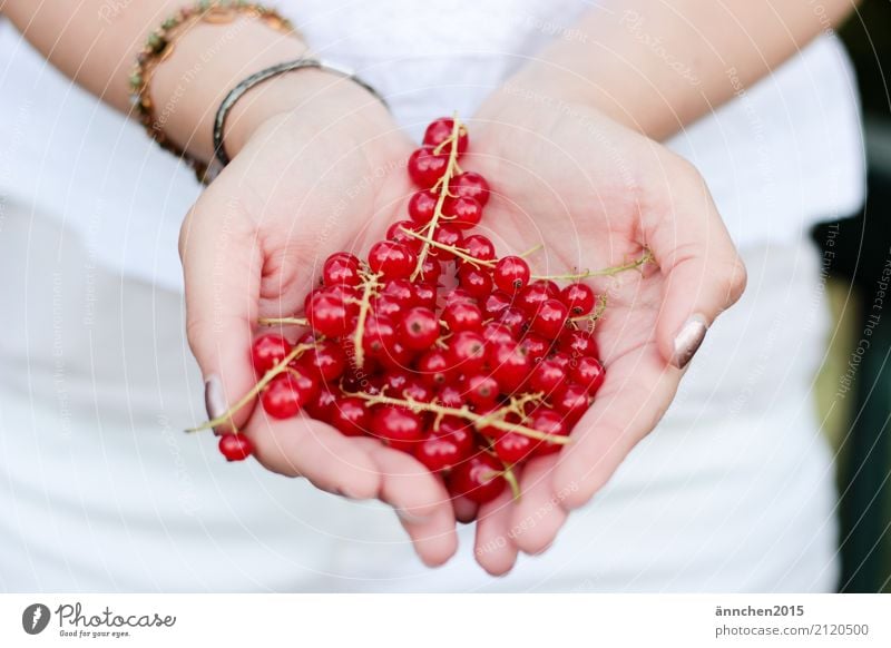 Beerenliebe Johannisbeeren Hand festhalten rot weiß Stengel Sommer Freude Gesunde Ernährung Speise Essen Foodfotografie Ernte pflücken sammeln verarbeiten