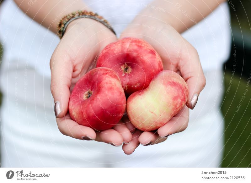 Pfirsische I Pfirsich Pfirsichbaum Hand festhalten rot gelb Steinfrüchte Plattpfirisch Sommer Freude Gesunde Ernährung Speise Essen Foodfotografie Ernte