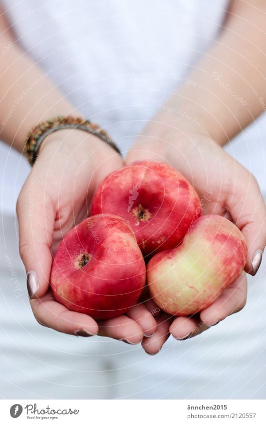 Pfirsische II Hochformat Pfirsich Hand festhalten rot gelb Steinfrüchte Plattpfirisch Sommer Freude Gesunde Ernährung Speise Essen Foodfotografie Ernte pflücken