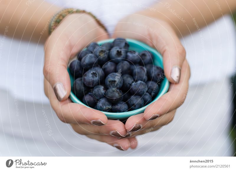 Blaubeeren Sommer Natur Beeren Frucht festhalten Schalen & Schüsseln Ferien & Urlaub & Reisen sammeln Gesunde Ernährung Speise Essen Foodfotografie