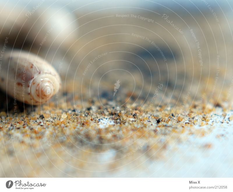 Muschelstrand Ferien & Urlaub & Reisen Sommer Sommerurlaub Strand Küste Tier Schnecke Sand Sandstrand Muschelschale Muschelsand Farbfoto Gedeckte Farben