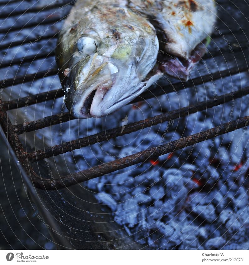 Grillfisch Fisch Meeresfisch Seefisch Abendessen Slowfood gegrilltes Grillrost Grillen Grillkohle Grillsaison Holzkohle liegen heiß glühen glühend Rost Glut