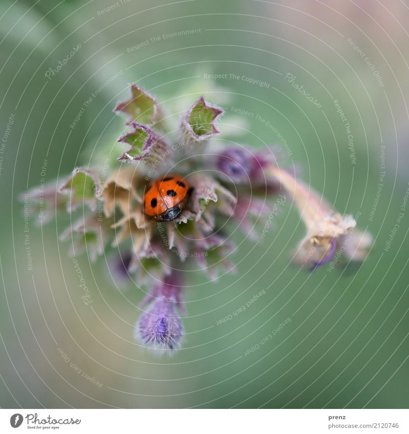 Versteck Umwelt Natur Pflanze Tier Frühling Sommer Schönes Wetter Blume Blatt Blüte Park Wildtier Käfer 1 blau rot verstecken Farbfoto Außenaufnahme Nahaufnahme