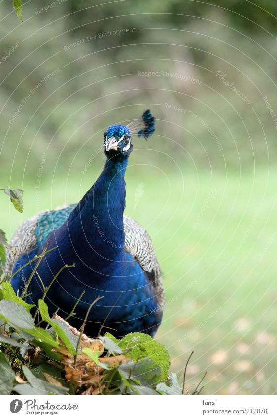 ich bin nicht dick! Basta Übergewicht Tier Park Vogel 1 blau Neugier Pfau Feder Schnabel üppig (Wuchs) Farbfoto mehrfarbig Außenaufnahme Menschenleer