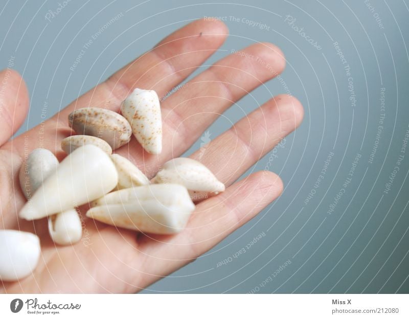 gesammelt Basteln Ferien & Urlaub & Reisen Sommerurlaub Mensch Kindheit Hand Schnecke Muschel Sammlung Muschelschale Strandgut Finger Farbfoto Nahaufnahme