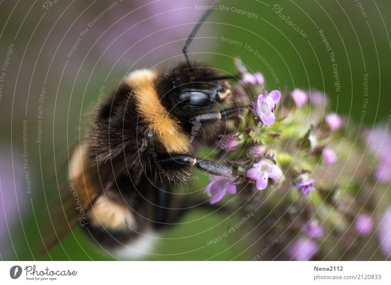 Hummel in Glück Umwelt Natur Pflanze Tier Sommer Schönes Wetter Blüte Nutzpflanze Wildpflanze 1 violett Insekt Thymian Farbfoto Außenaufnahme Nahaufnahme