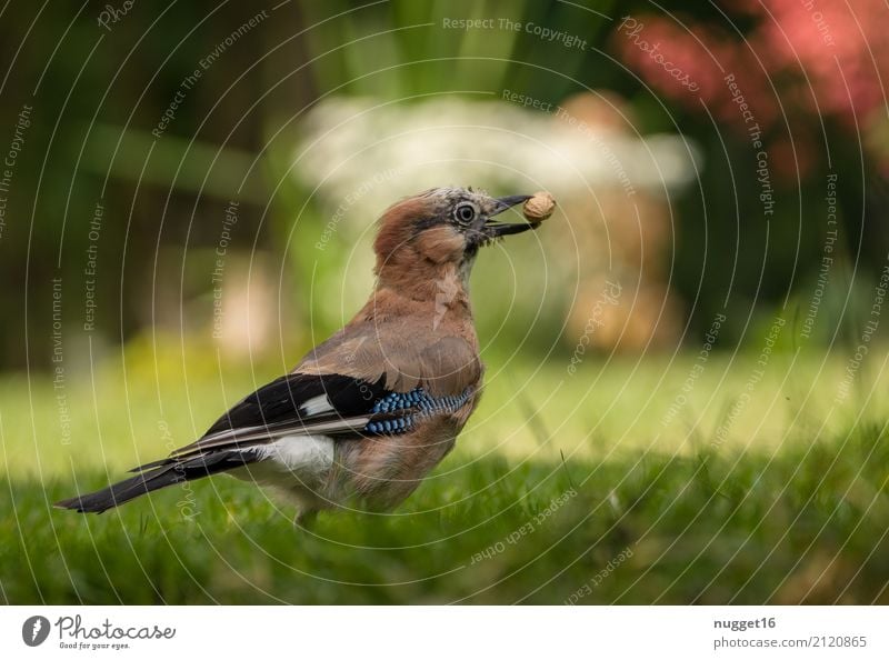 Eichelhäher mit Erdnuss Umwelt Natur Tier Frühling Sommer Herbst Schönes Wetter Blume Gras Garten Park Wiese Wildtier Vogel Tiergesicht Flügel 1 ästhetisch