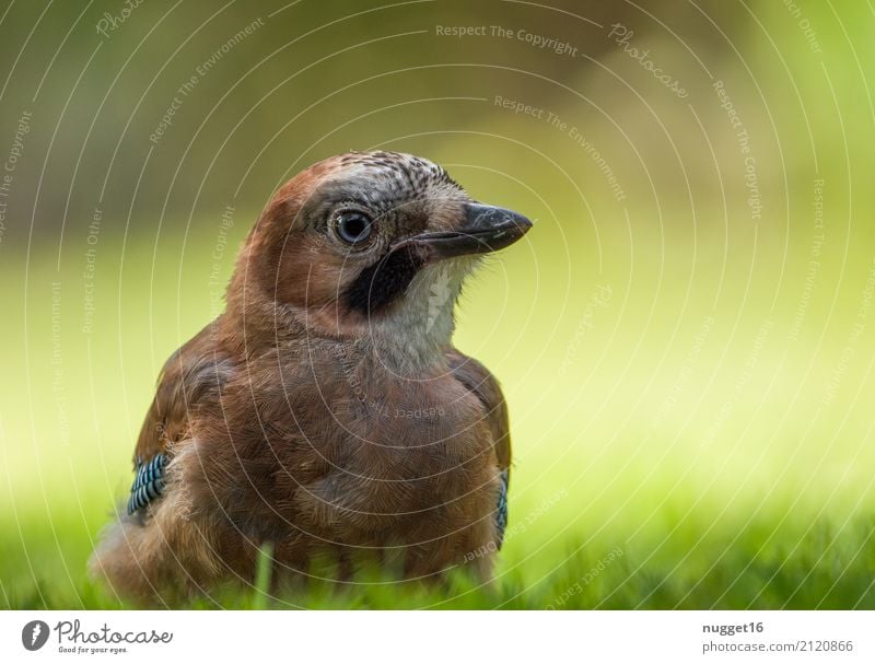 junger Eichelhäher Umwelt Natur Tier Sonnenlicht Frühling Sommer Herbst Schönes Wetter Gras Garten Park Wiese Wald Wildtier Vogel Tiergesicht Flügel 1