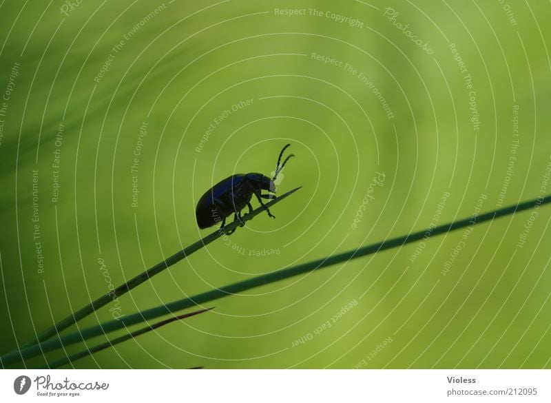 Ende gut, alles ...... Natur Pflanze Gras Käfer 1 Tier klein grün Außenaufnahme Nahaufnahme Makroaufnahme Silhouette krabbeln Halm zart Fühler Textfreiraum oben