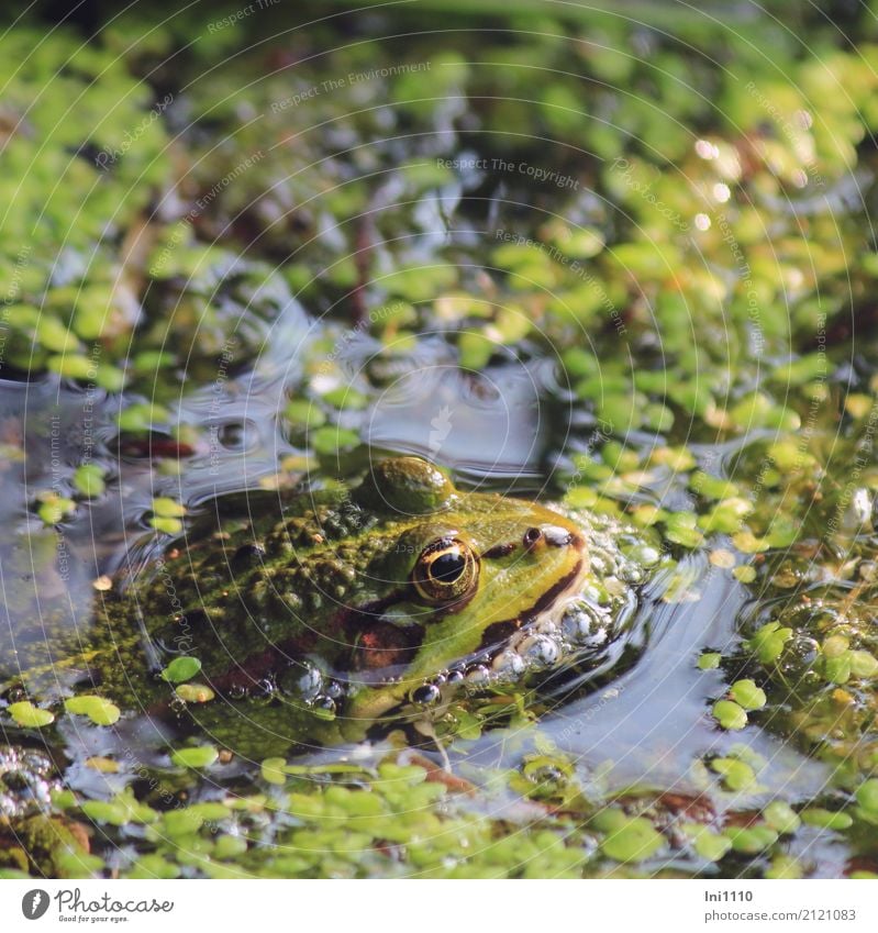 Frosch Umwelt Natur Pflanze Tier Wasser Frühling Schönes Wetter Wildpflanze Wasserlinsen Garten Park Teich Wildtier 1 schön blau braun mehrfarbig gelb gold grau