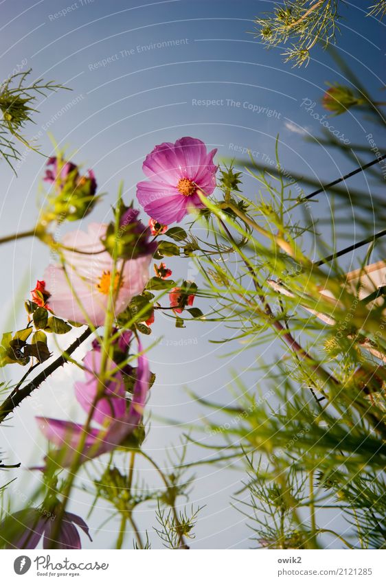 Wildwuchs Umwelt Natur Landschaft Pflanze Wolken Schönes Wetter Blüte Wildpflanze Schmuckkörbchen Korbblütengewächs Bewegung Duft Wachstum fantastisch